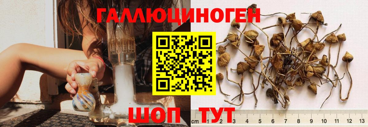 купить наркотики цена  Вход с VPN  Иркутск  Псилоцибиновые грибы MAGIC MUSHROOMS  Псилоцибиновые грибы Psilocybe 